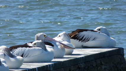 Pelicans by the sea
