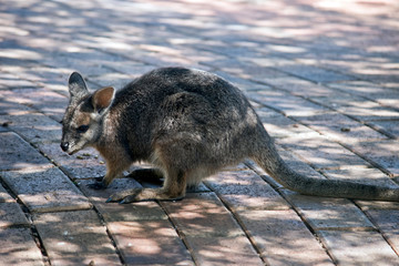 this is a close up of a a tammar wallaby