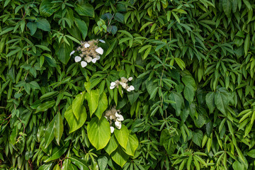 Green nature wall as a background, green vines included a blooming hydrangea