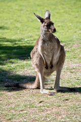 a western grey kangaroo in a paddock