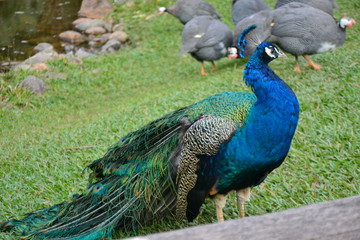 Obraz premium peacock with feathers