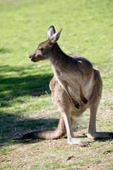a western grey kangaroo