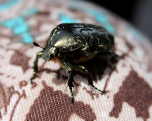 Beetle with gold-green shell