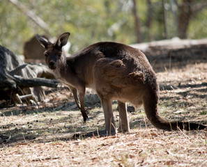 a western grey kangaroo in a field
