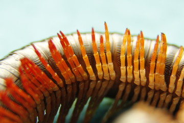 Insect Legs African
