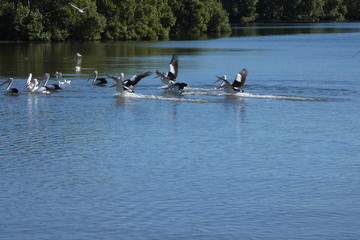 Pelicans by the sea