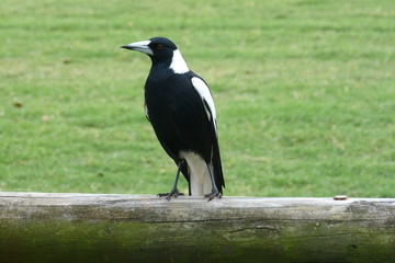 Australian Magpie