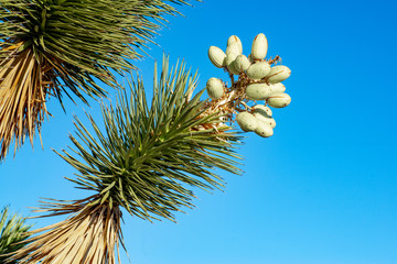 A compact joshua tree (Yucca jaegeriana) with oblong fruits which areone way to distinguish them from the taller tree like species found in California (Yucca brevifolia).