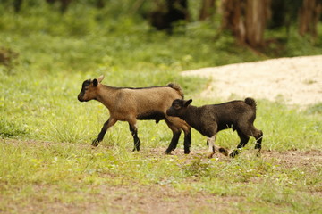 Naklejka na ściany i meble Goats Walking in Sierra Leone Africa