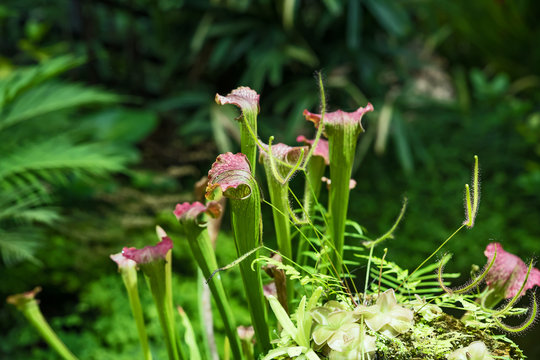 The Forked-Leaf Sundew.