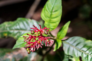 Blurred nature background with red tropical flowers