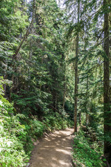 Fototapeta premium beautiful hiking trail with tall trees in garibaldi provincial park canada.