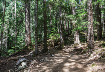 Obraz premium beautiful hiking trail with tall trees in garibaldi provincial park canada.