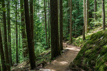 beautiful hiking trail with tall trees in garibaldi provincial park canada.