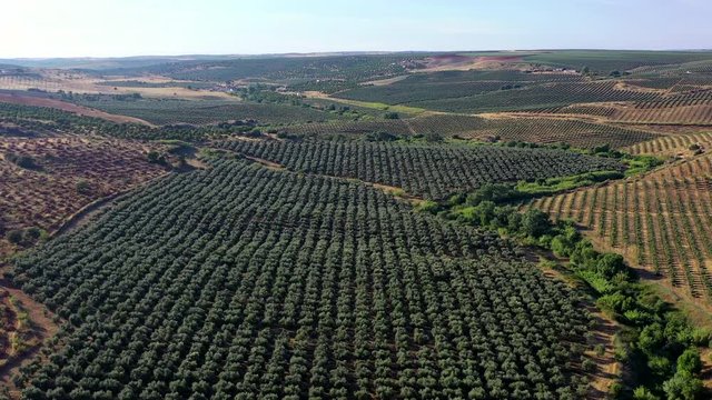 Aerial view of planted fields, Alentejo, Portugal