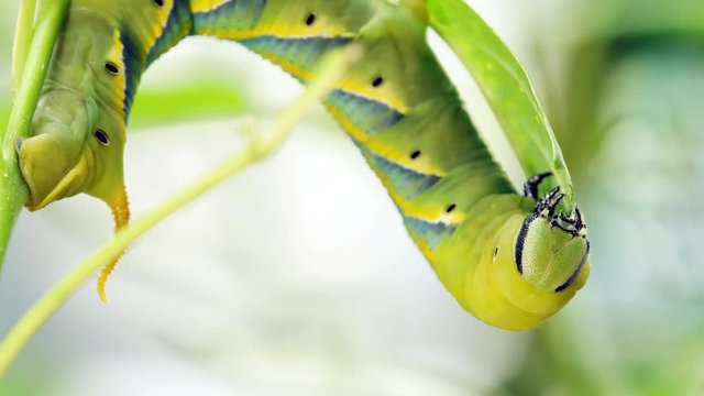 Green Caterpillar (Papilio machaon) on bunch eat green leaves, Animal life on background green foliage tree.