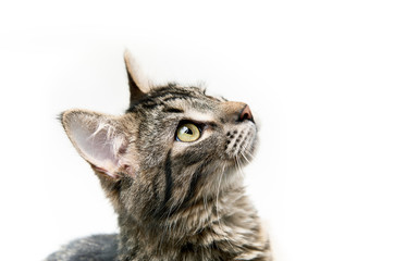 Tabby kitten close-up isolated on white background looking up.