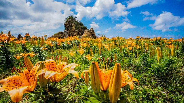 新潟県佐渡島に初夏の訪れを告げるオレンジ色の岩ユリ