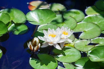 Panele Szklane  Dwie białe lilie i jeden kwiat pąka kwiatowego na niebieskim tle wody i zielonych liści z bliska, trzy piękne lilie wodne kwitnące na stawie, kwiat lotosu na wodzie w słoneczny letni dzień, kopia przestrzeń