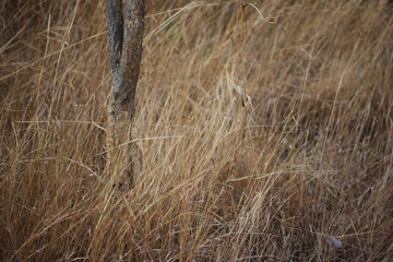 plant dry on summer season