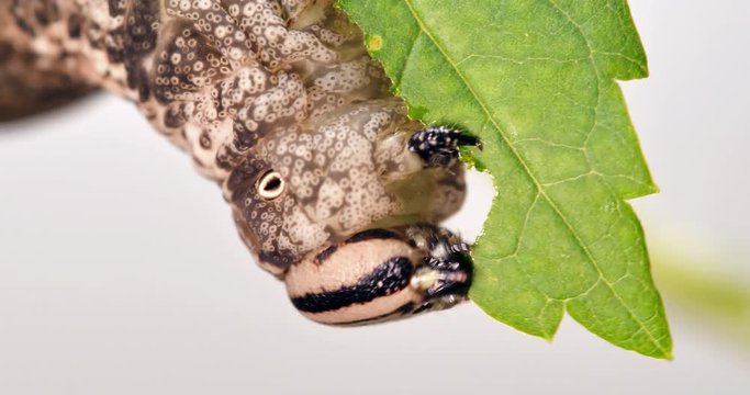 Brown Caterpillar on bunch eat green leaves, Animal life on background green foliage tree.