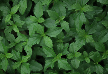 green leaves plant grow background 