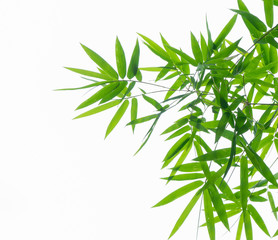 Bamboo leaves isolated on white background.