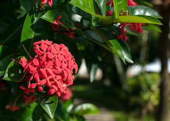 Bright pink cute Color Ixora flowers or jungle geranium or flame jungle woods