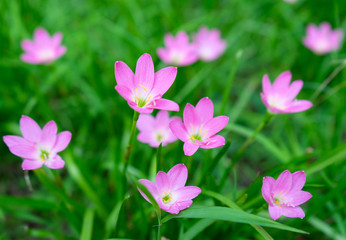 Zephyranthes Lily, Rain Lily ,Fairy Lily, Little Witches flowers in garden.