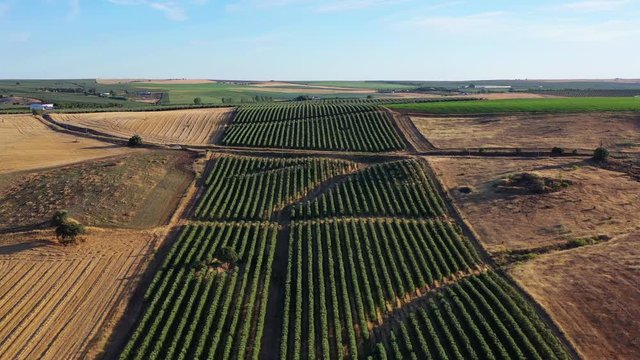 Aerial view of planted fields, Alentejo, Portugal
