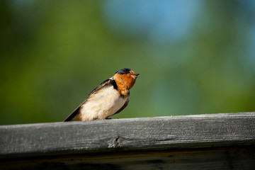 The barn swallow (Hirundo rustica) sitting on wood railing