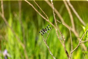 Twelve-spotted Skimmer (Libellula pulchella),dragonfly on the natural environment