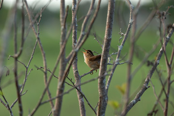  The marsh wren (Cistothorus palustris),small North American songbird in the natural environment