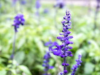 Lavender. Close up image. Soft Focus