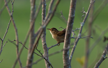   The marsh wren (Cistothorus palustris),small North American songbird in the natural environment