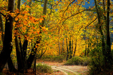 Landscape image of dirt countryside dirt road with colorful autumn leaves and trees in forest of Mersin, Turkey