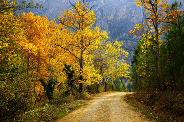 Landscape image of dirt countryside dirt road with colorful autumn leaves and trees in forest of Mersin, Turkey