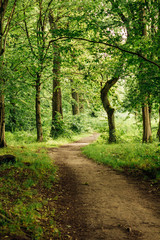 Fototapeta premium Trail through tall trees in a lush forest