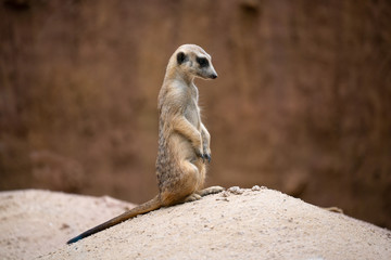 cute meerkat ( Suricata suricatta )