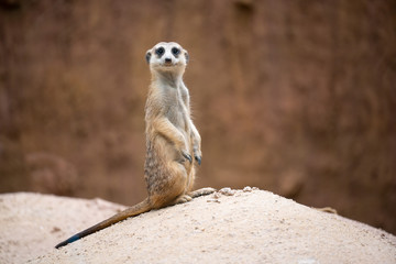 Naklejka na ściany i meble cute meerkat ( Suricata suricatta )