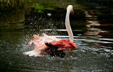 greater flamingo (Phoenicopterus roseus) in the river