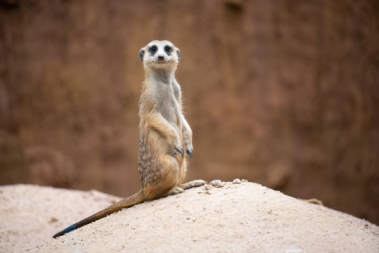 cute meerkat ( Suricata suricatta )