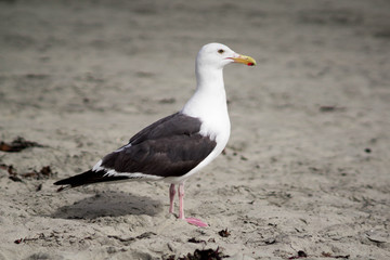 seagull on the beach isolated