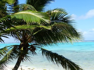 Fototapeta premium palm tree on a beautiful white sand beach