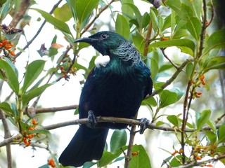 beautiful tui new zealand bird