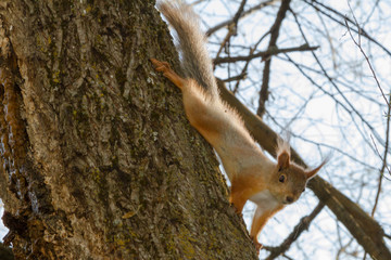 squirrel on a tree