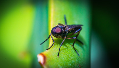 Insecto macro