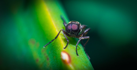 Insecto macro