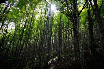 Fototapeta premium Bosque encantado