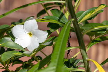 Natural background with white plumeria flowers close up in the garden of exotic tropical flora